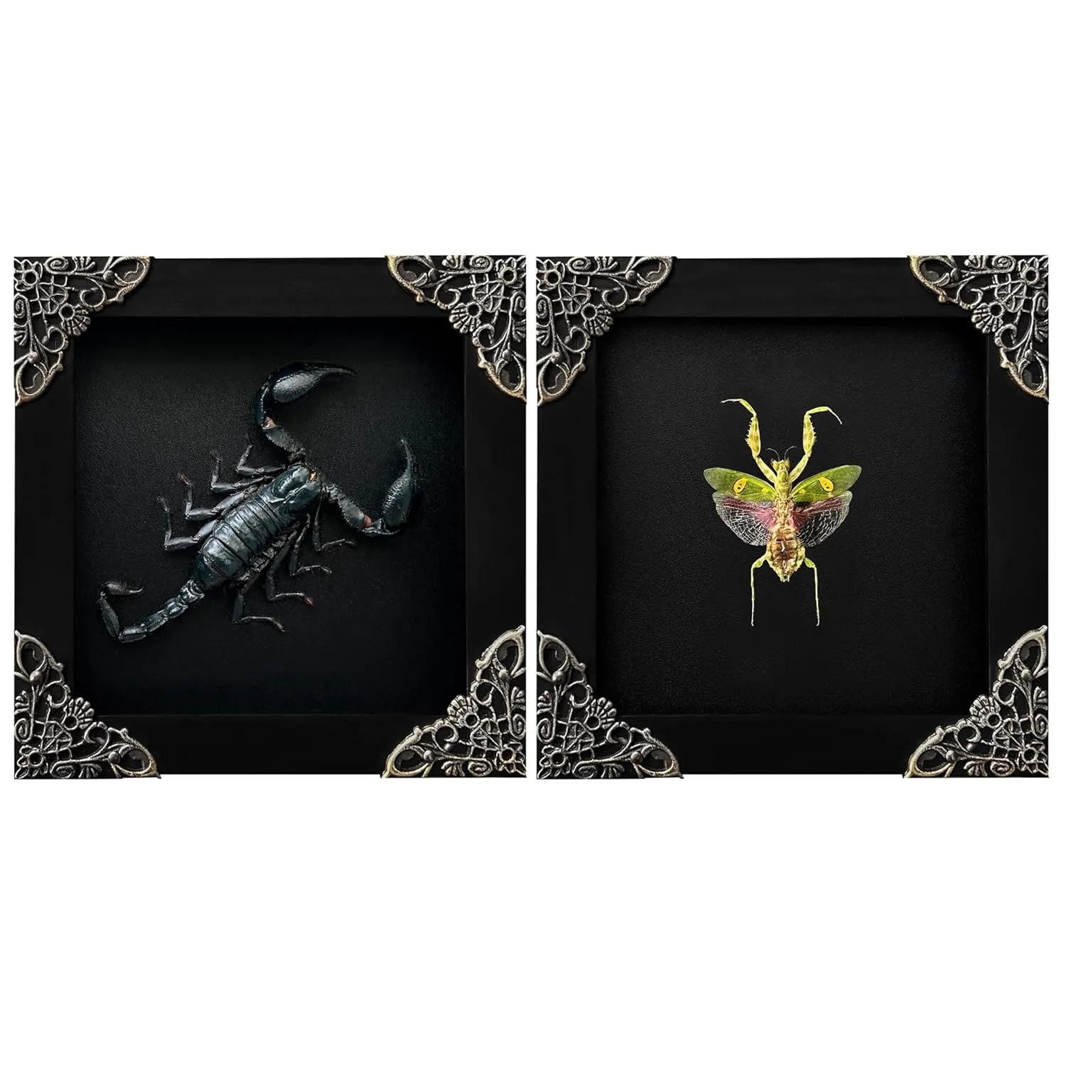 2 Real Scorpion Flower Mantis Shadow Box Gothic Décor Oddities and Curiosities Gothic Spooky Gifts Witchy Dried Entomology Insect Lover Taxidermy Specimen Display Artwork Wall Decor K12-51DE62DE