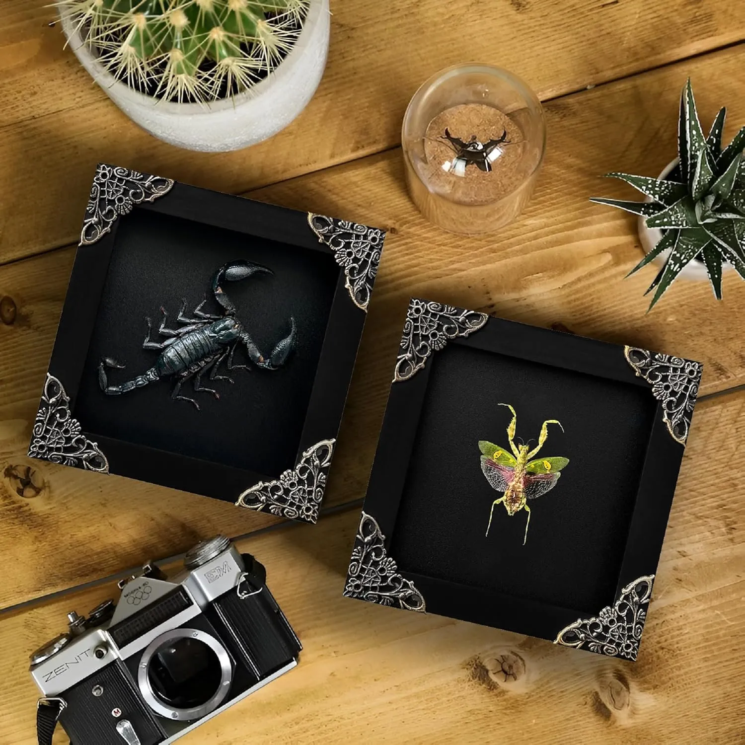 2 Real Scorpion Flower Mantis Shadow Box Gothic Décor Oddities and Curiosities Gothic Spooky Gifts Witchy Dried Entomology Insect Lover Taxidermy Specimen Display Artwork Wall Decor K12-51DE62DE