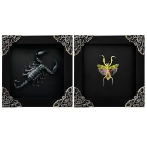 2 Real Scorpion Flower Mantis Shadow Box Gothic Décor Oddities and Curiosities Gothic Spooky Gifts Witchy Dried Entomology Insect Lover Taxidermy Specimen Display Artwork Wall Decor K12-51DE62DE