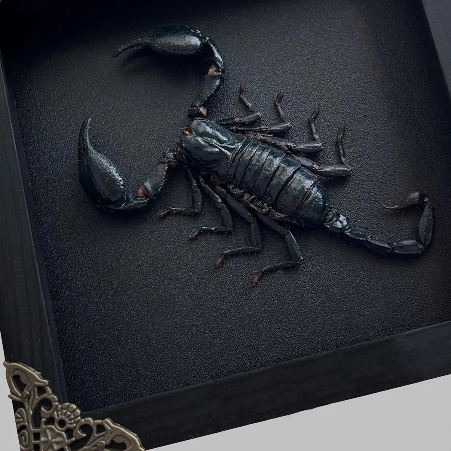 2 Real Scorpion Flower Mantis Shadow Box Gothic Décor Oddities and Curiosities Gothic Spooky Gifts Witchy Dried Entomology Insect Lover Taxidermy Specimen Display Artwork Wall Decor K12-51DE62DE