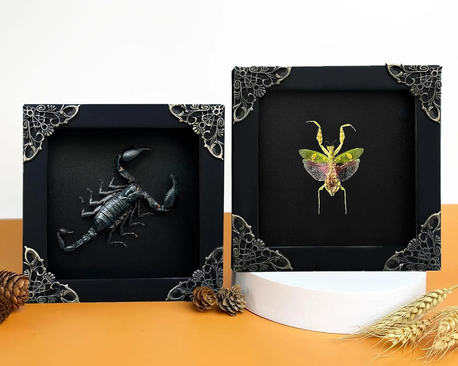 2 Real Scorpion Flower Mantis Shadow Box Gothic Décor Oddities and Curiosities Gothic Spooky Gifts Witchy Dried Entomology Insect Lover Taxidermy Specimen Display Artwork Wall Decor K12-51DE62DE