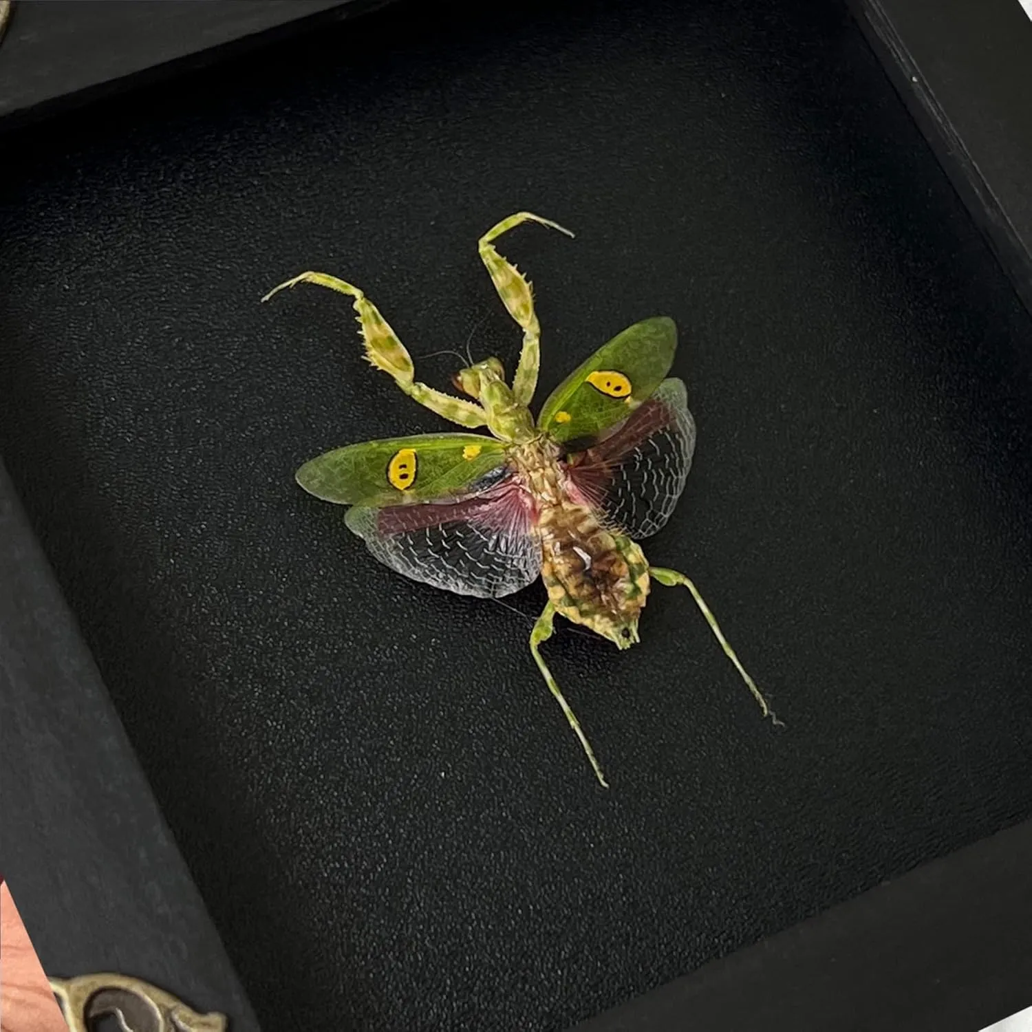 2 Real Scorpion Flower Mantis Shadow Box Gothic Décor Oddities and Curiosities Gothic Spooky Gifts Witchy Dried Entomology Insect Lover Taxidermy Specimen Display Artwork Wall Decor K12-51DE62DE