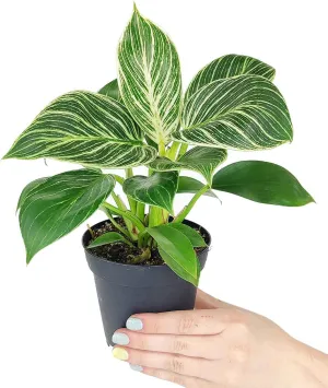 Philodendron Birkin (4" Grower Pot) - Rare Variegated Houseplant - Easy to Grow, Easy to Care Low Light Houseplants - Colorful Foliage Air-Purifying Plant for Delivery