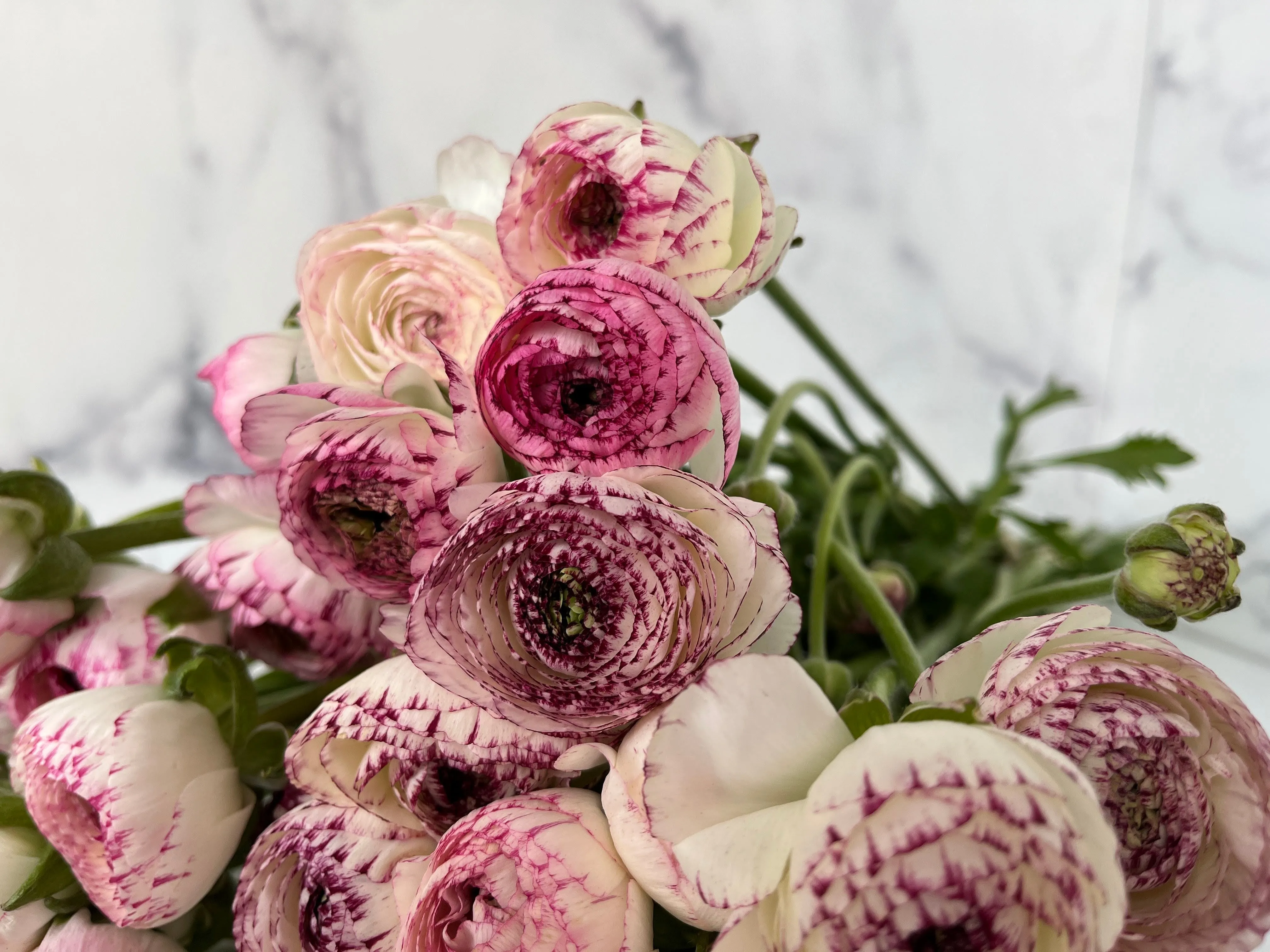 Ranunculus Corms-Bianco Striato