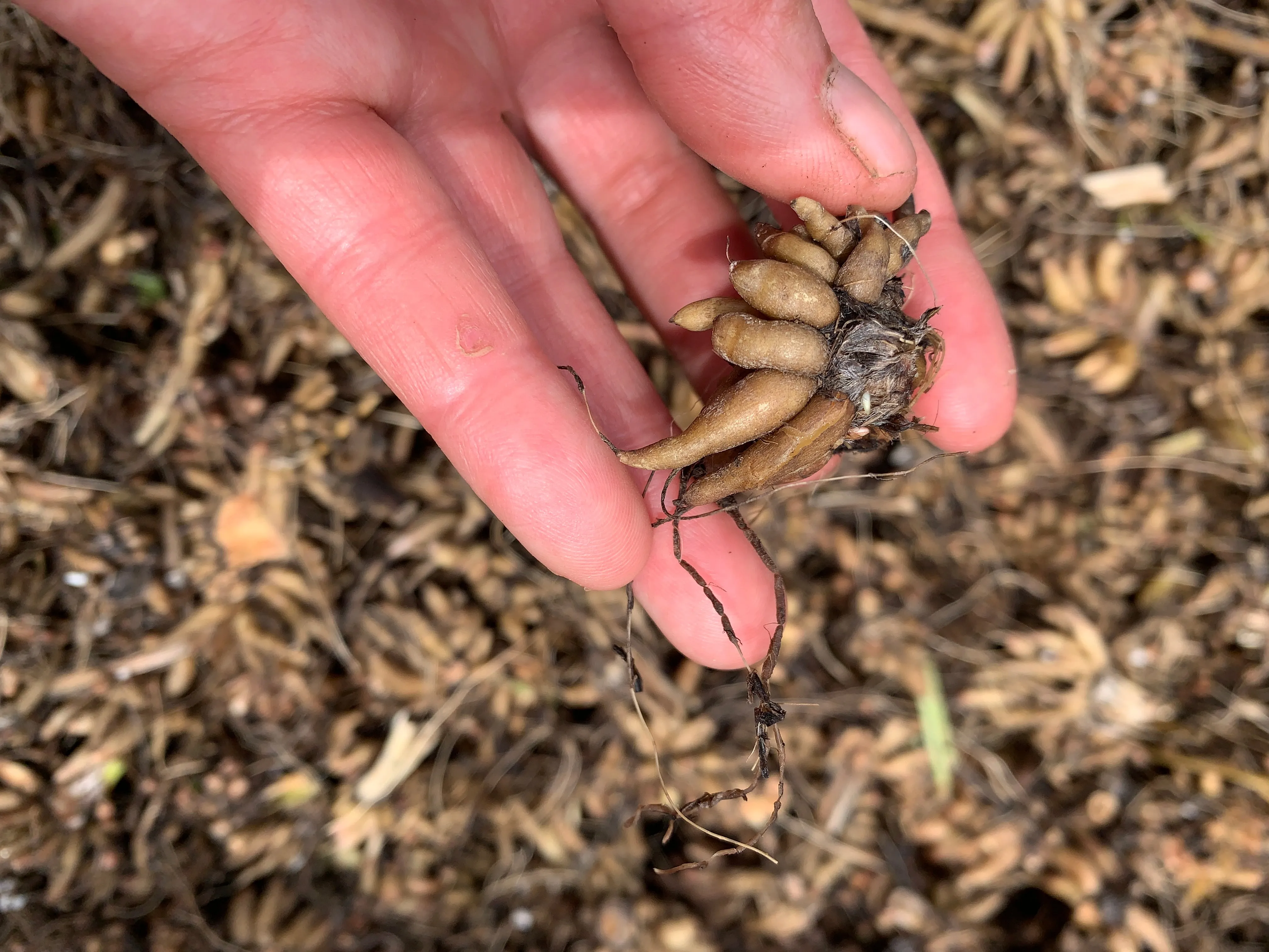 Ranunculus Corms-Bianco Striato