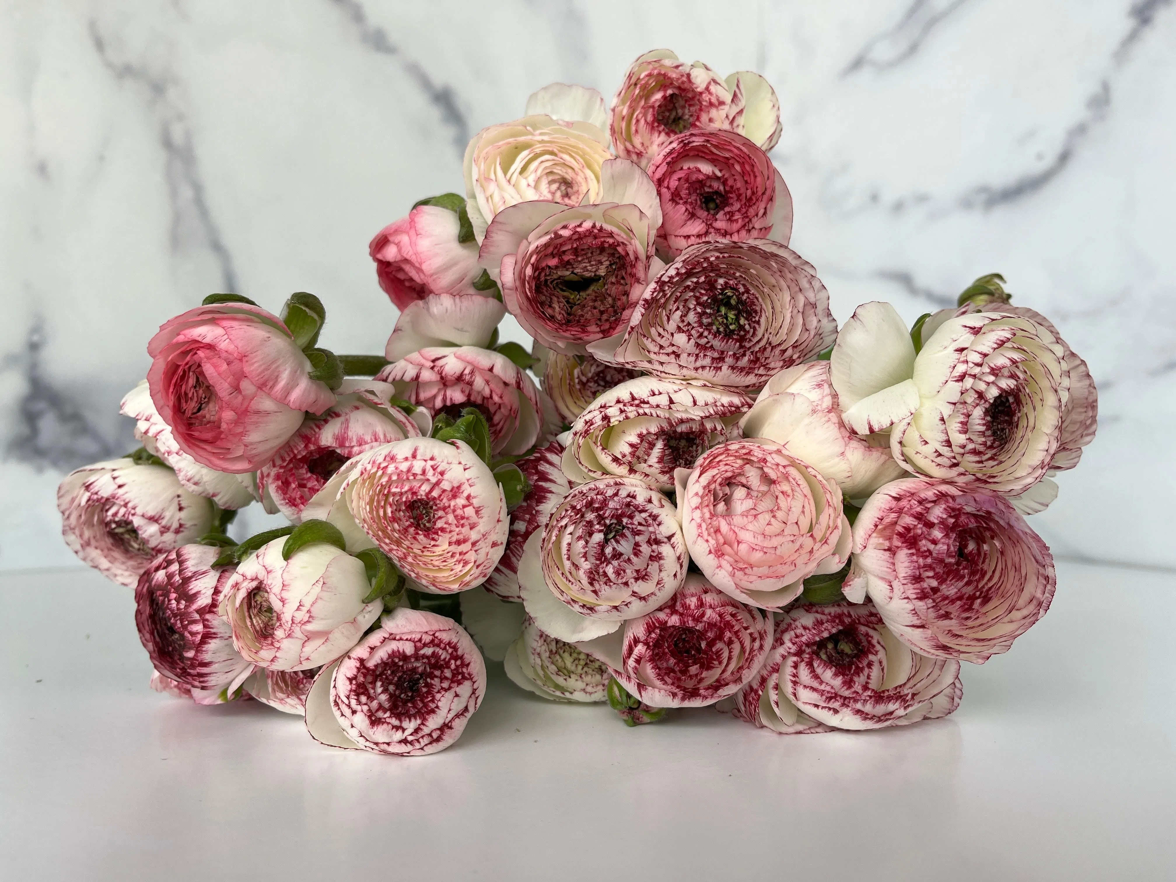 Ranunculus Corms-Bianco Striato