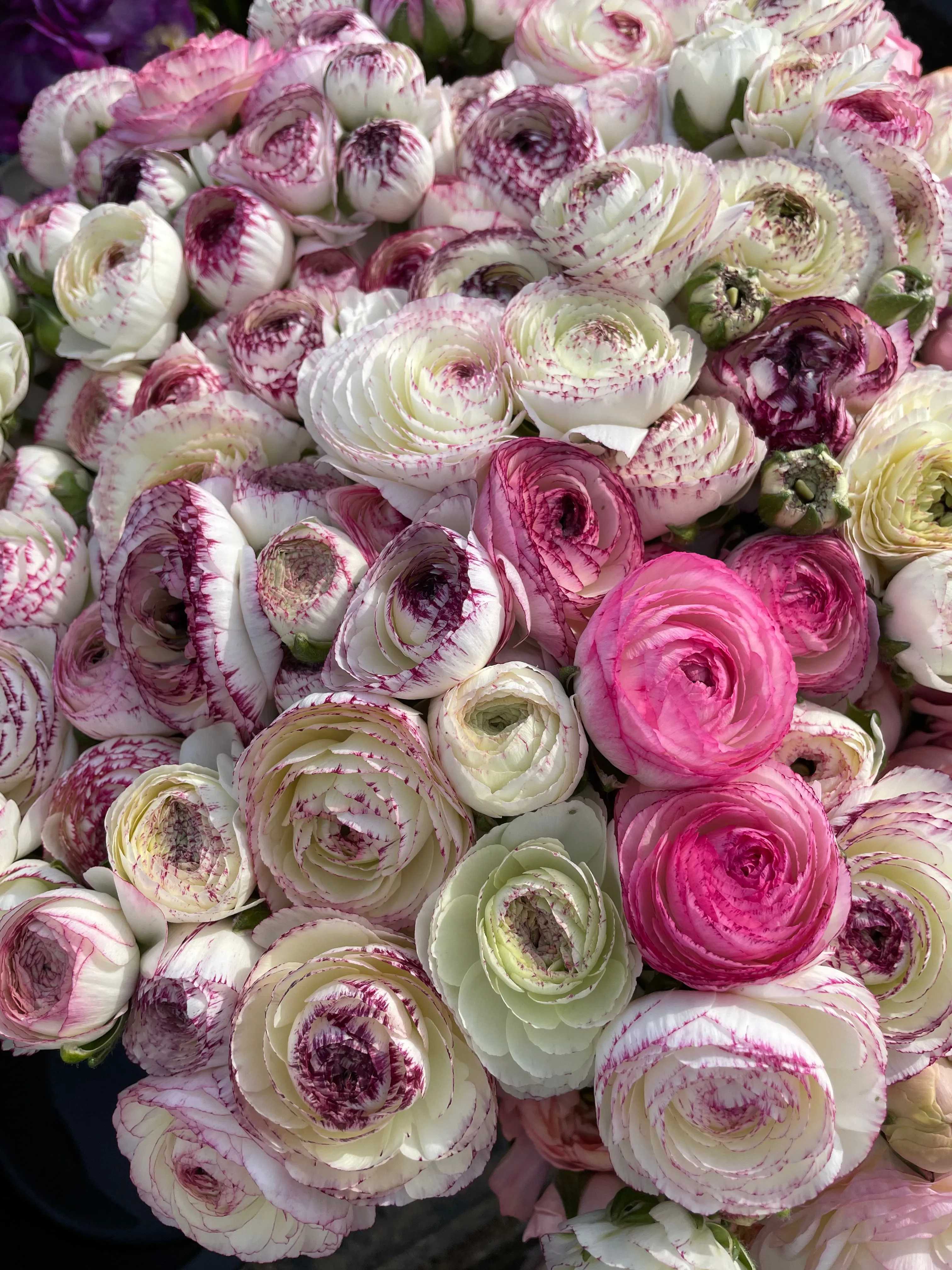 Ranunculus Corms-Bianco Striato