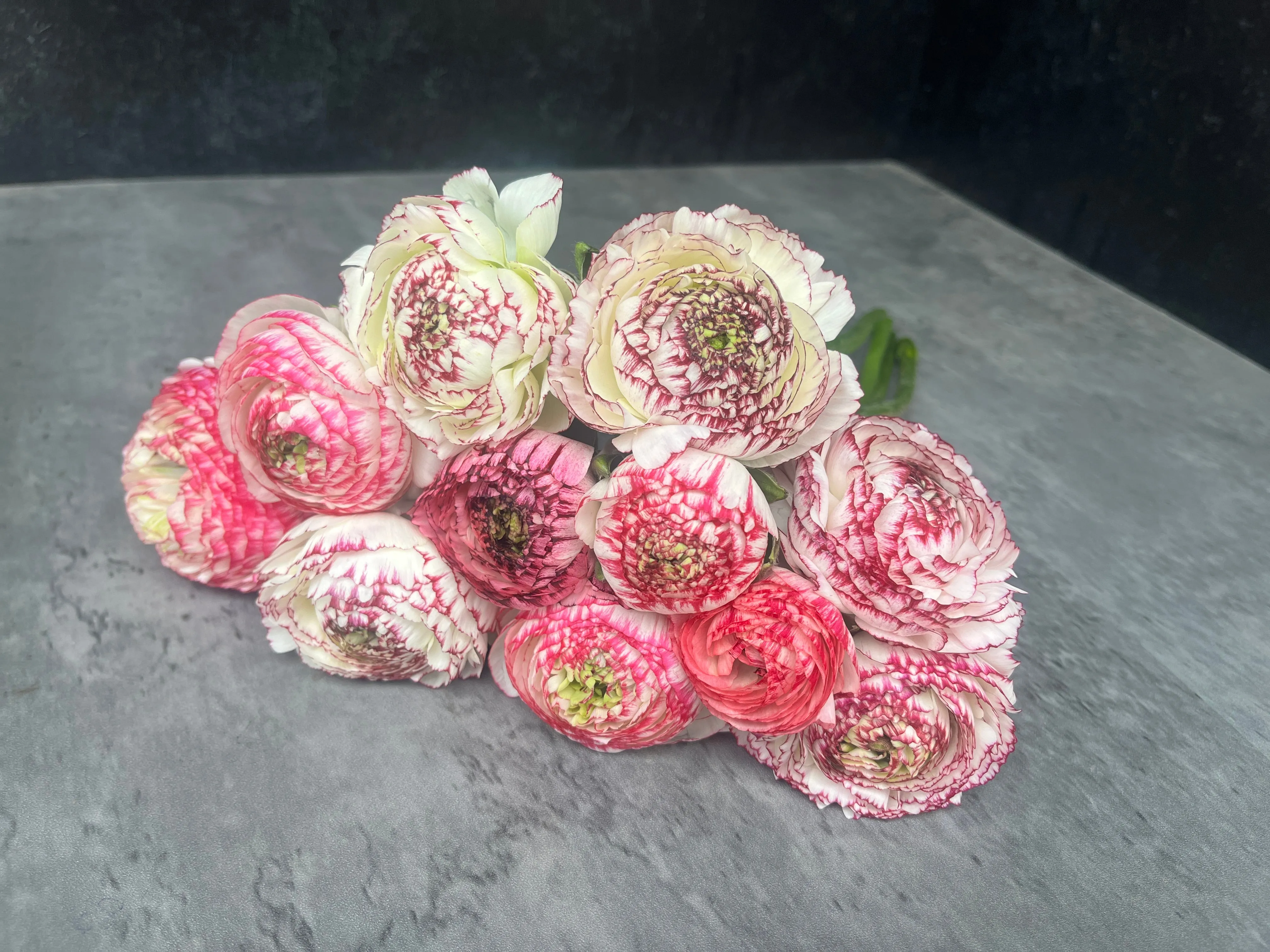Ranunculus Corms-Bianco Striato