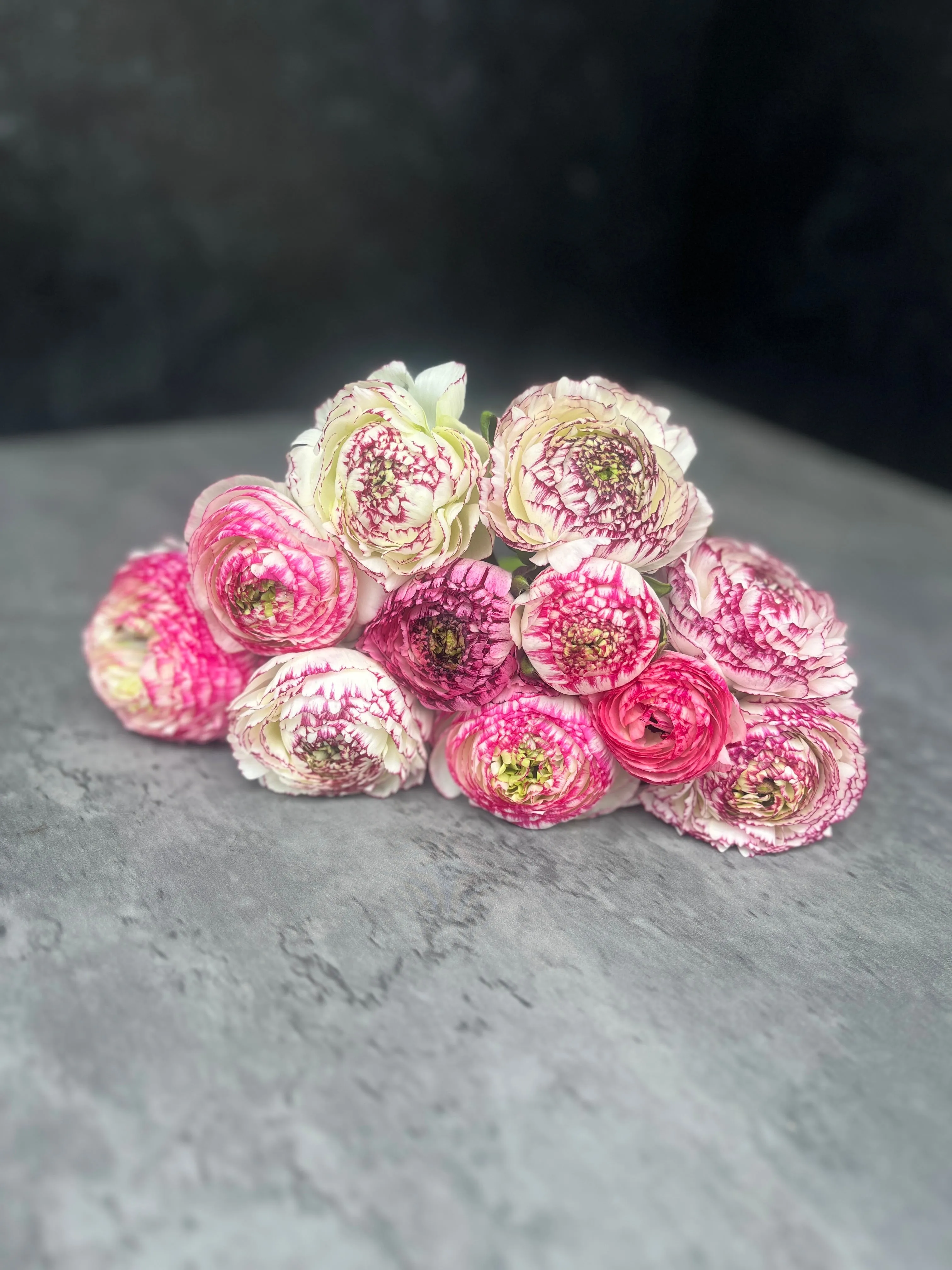 Ranunculus Corms-Bianco Striato