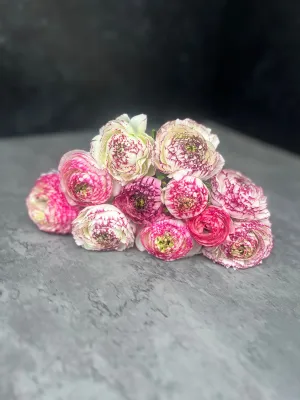Ranunculus Corms-Bianco Striato