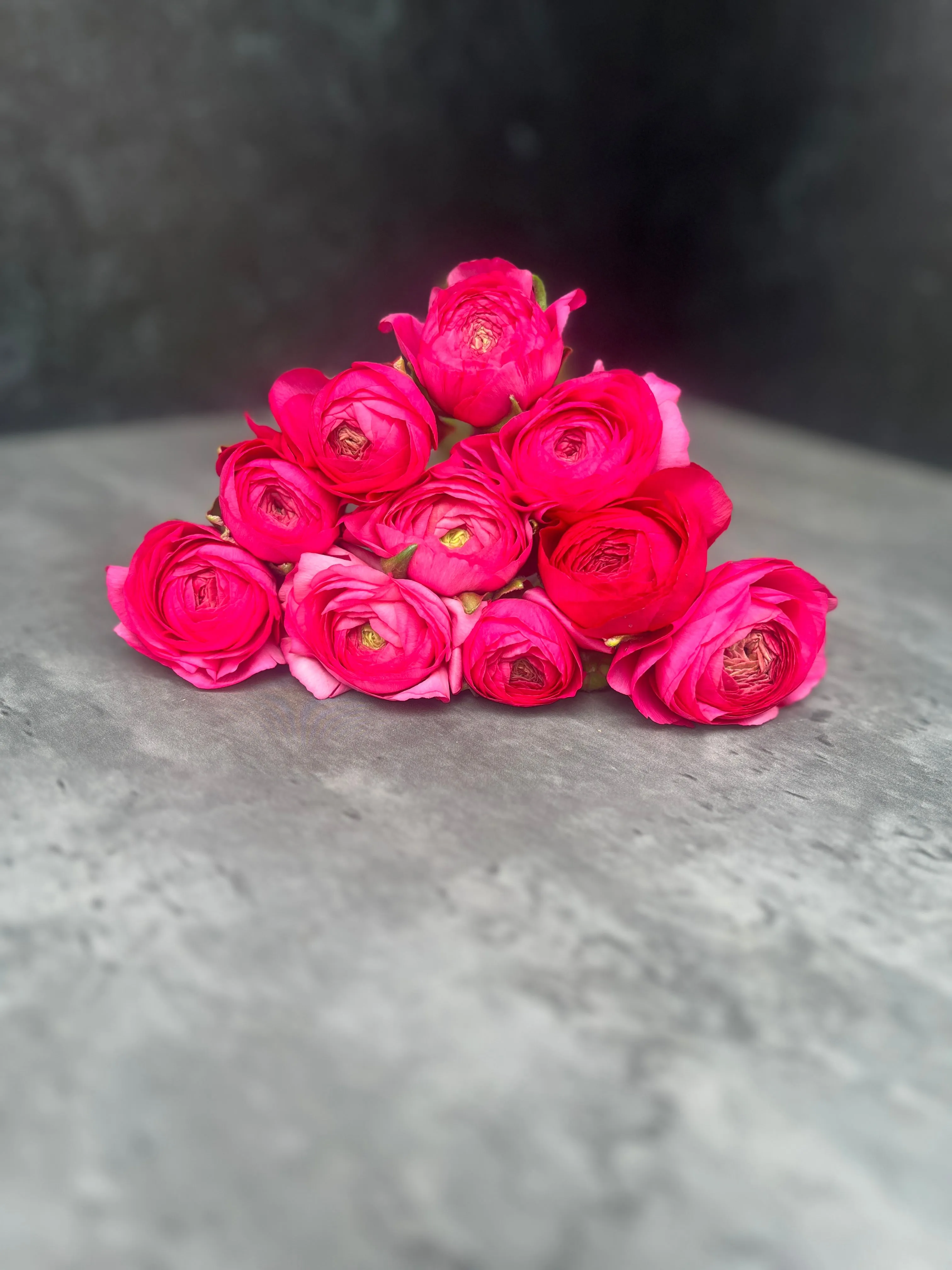 Ranunculus Corms-Pink