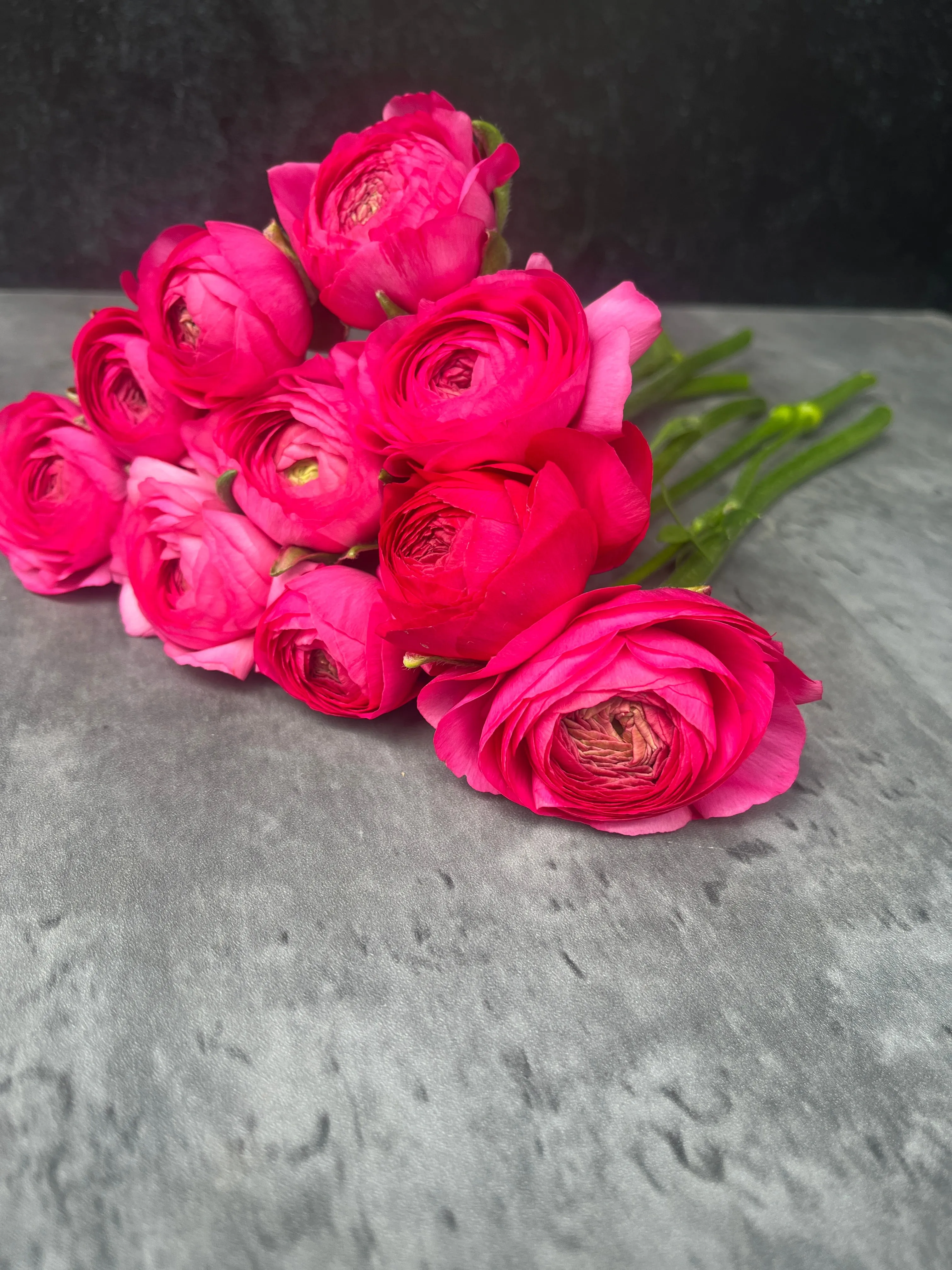 Ranunculus Corms-Pink