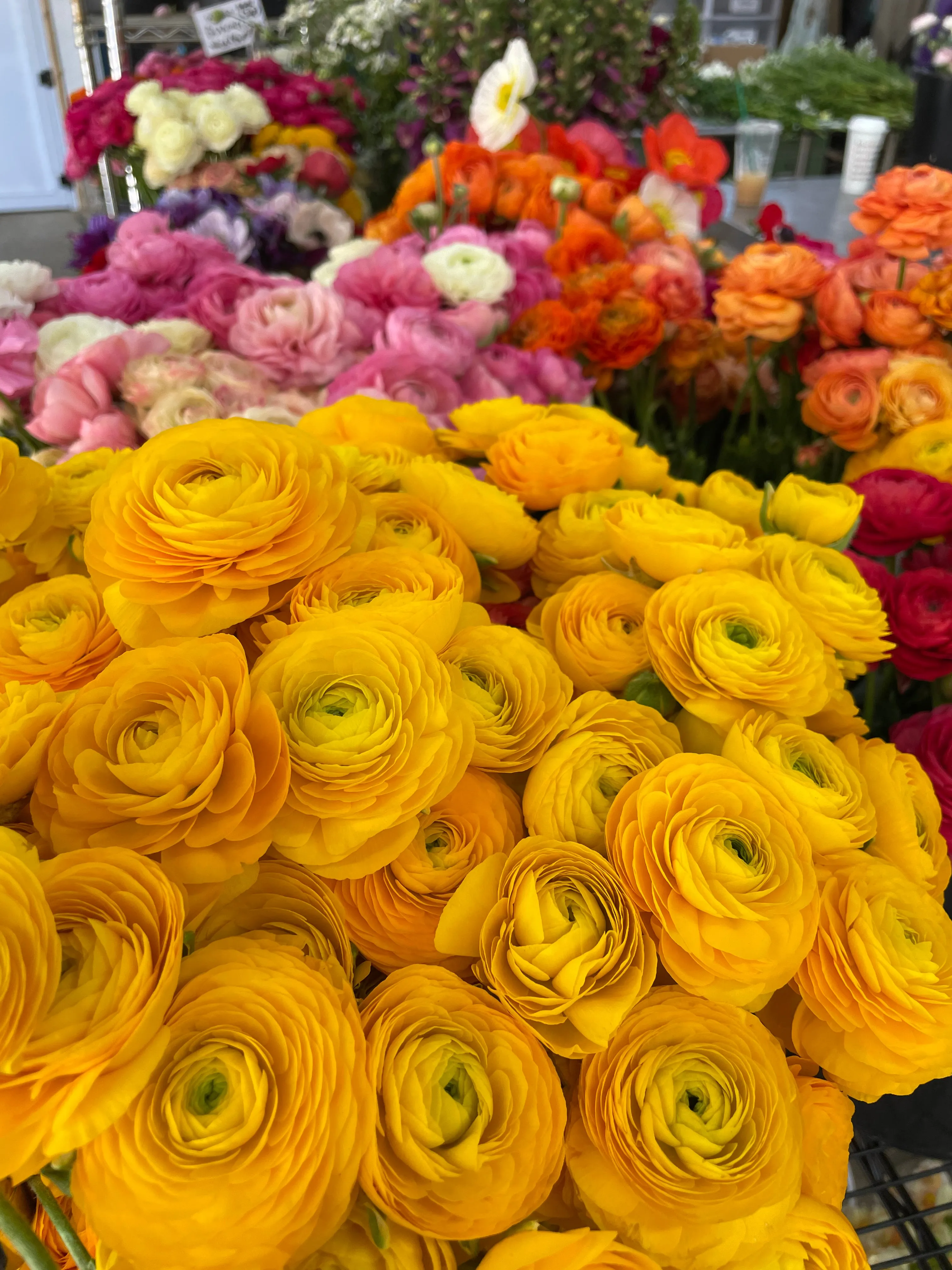 Ranunculus Corms-Yellow