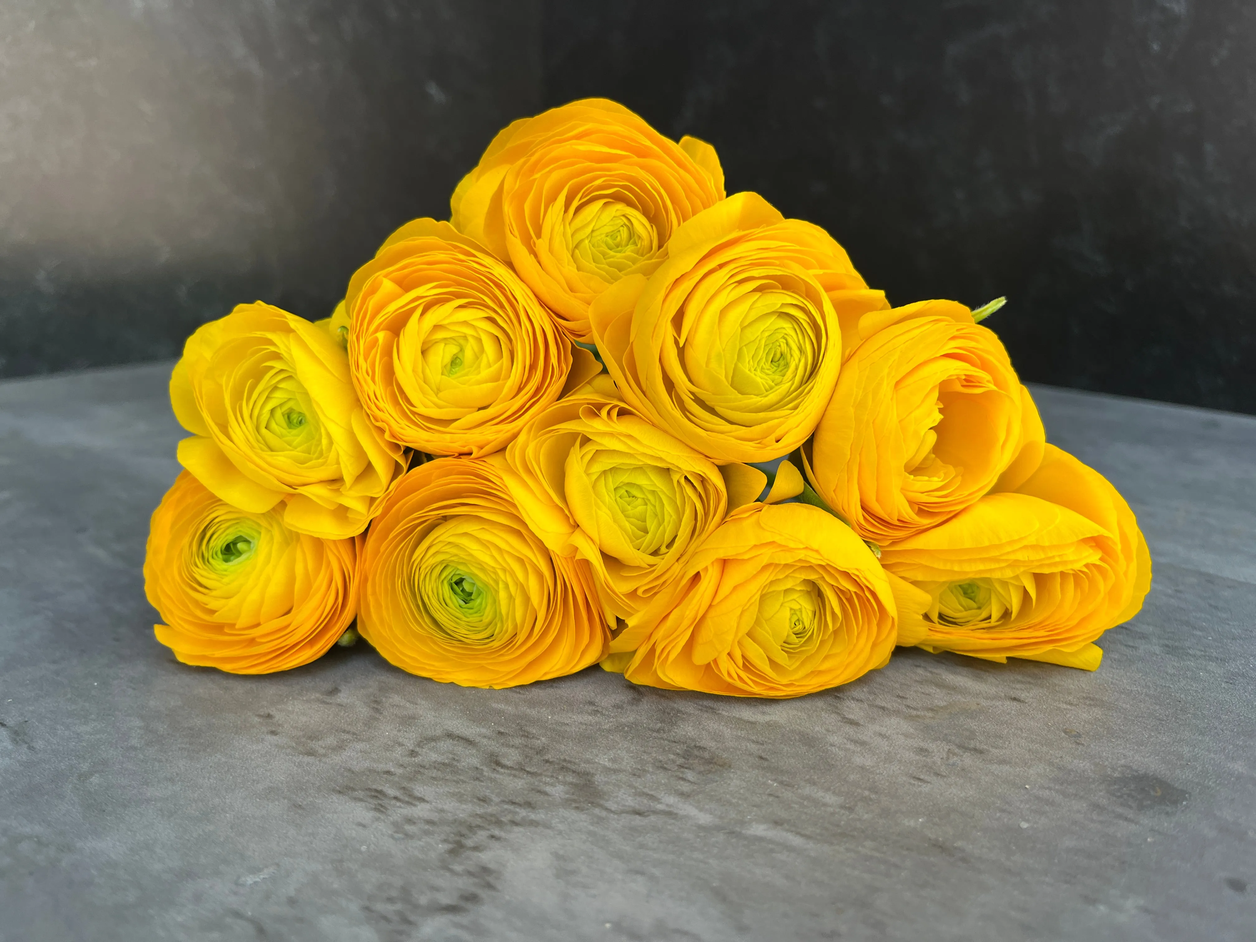 Ranunculus Corms-Yellow