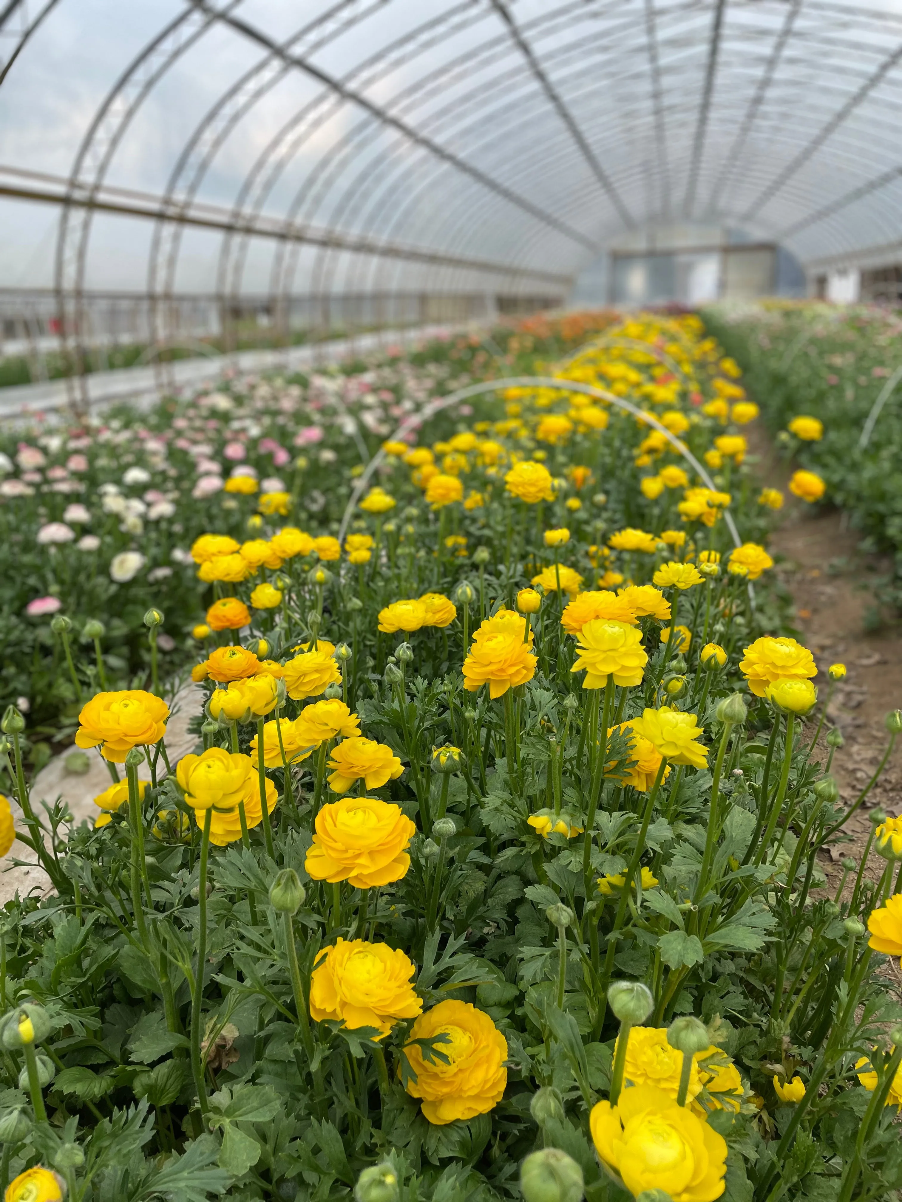 Ranunculus Corms-Yellow
